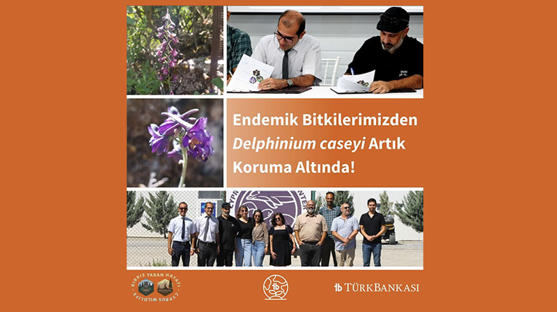 Endemik Bitkilerimizden Delphinium Caseyi Artık Koruma Altında