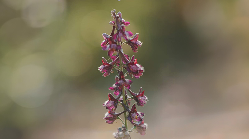 Kritik Tehlike Altındaki Delphinium Caseyi Nüfusunda Sadece 1 Yılda Önemli Artış